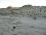 Sandhills again as 'masts'