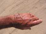 Many flies at hand