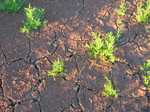 Can't resist a picture of the fresh growth after the arid outback