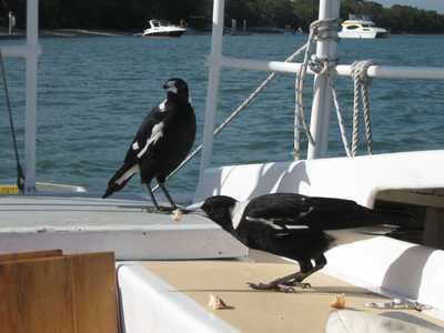Yachties attract birds
